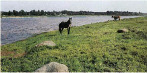 1301-19.jpg