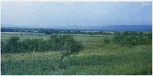1703-1.jpg