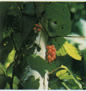 1703-2.jpg