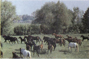 1801-26.jpg