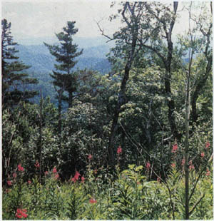 1903-8.jpg